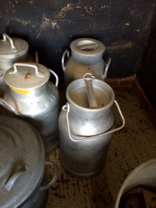 Selection of milk churns. Many have names of dairies on them