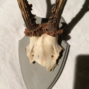 close up of mount and antlers